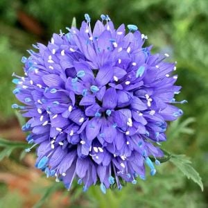 Mavi gilia leptantha tohumu kesme çiçeklik özel tür