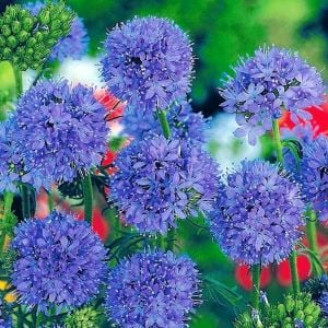 Mavi gilia leptantha tohumu kesme çiçeklik özel tür