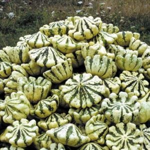 İstiridye kabak tohumu çalı tipi jaune et verte