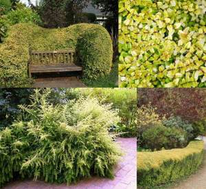 Çalı hanımeli lonicera nitida baggesens gold 7 yada 9 cm saksıda