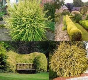 Çalı hanımeli lonicera nitida baggesens gold 7 yada 9 cm saksıda