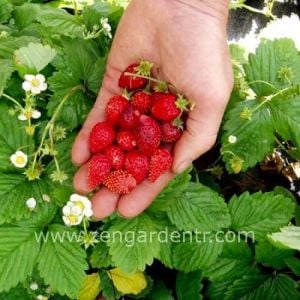 Kokulu çilek tohumu doğal çilek strawberry mignonette