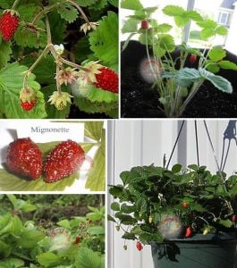 Kokulu çilek tohumu doğal çilek strawberry mignonette