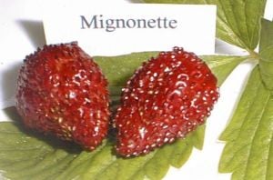 Kokulu çilek tohumu doğal çilek strawberry mignonette
