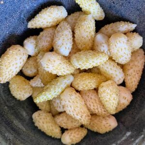 Beyaz çilek tohumu kokulu gerçek çilek geleneksel kokulu fragaria vesca