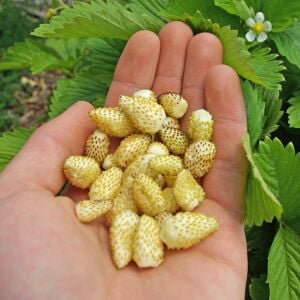 Beyaz çilek tohumu kokulu gerçek çilek geleneksel kokulu fragaria vesca