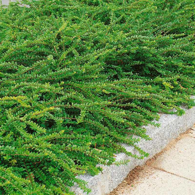 Yerörtücü hanımeli lonicera pileata 3 adet 9 cm saksıda