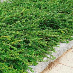 Yerörtücü hanımeli lonicera pileata 3 adet 9 cm saksıda