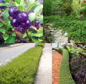 Yerörtücü hanımeli lonicera pileata 3 adet 9 cm saksıda