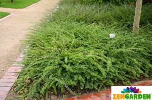 Yerörtücü hanımeli lonicera pileata 3 adet 9 cm saksıda