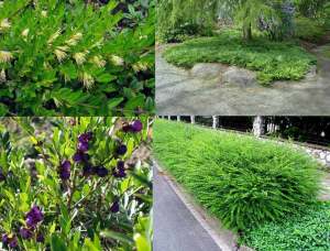 Yerörtücü hanımeli lonicera pileata 3 adet 9 cm saksıda