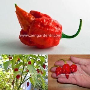 Trinidad scorpion çok acı biber tohumu akrep biberi
