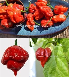 Trinidad scorpion çok acı biber tohumu akrep biberi