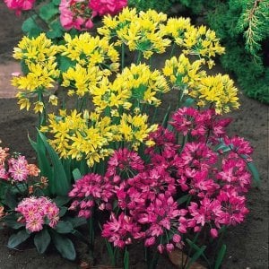 Allium moly çiçek soğanı