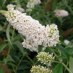 Beyaz kelebek çalısı buddleja davidii summer bird white