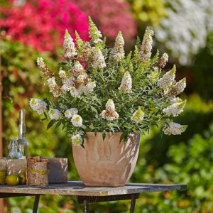 Beyaz kelebek çalısı buddleja davidii summer bird white