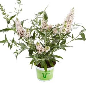 Beyaz kelebek çalısı buddleja davidii summer bird white