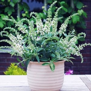 Beyaz kelebek çalısı buddleja davidii summer bird white