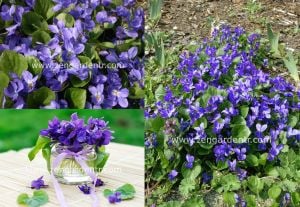 Kokulu menekşe tohumu geleneksel hercai menekşe viola odorata queen charlotte