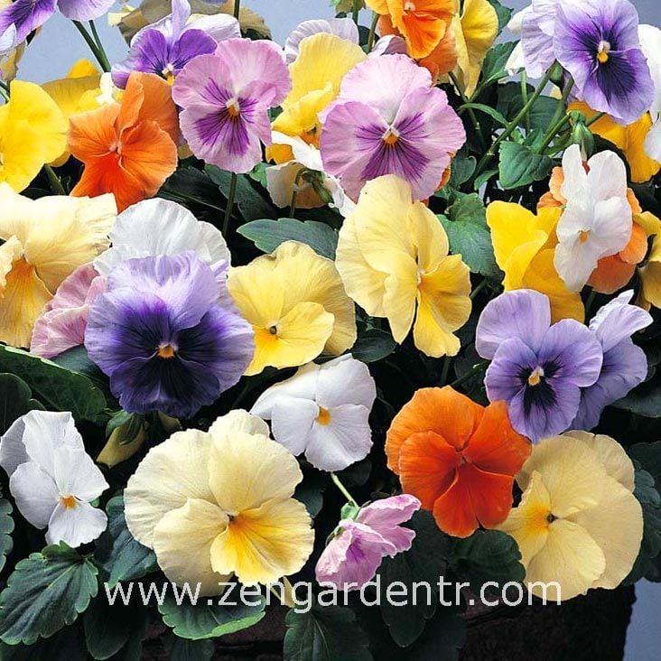 Viola tohumu hibrit suluboya serisi pastel tonlar viola tricolor