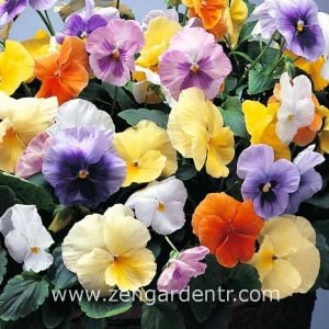 Viola tohumu hibrit suluboya serisi pastel tonlar viola tricolor