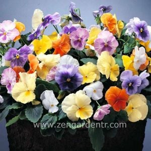 Viola tohumu hibrit suluboya serisi pastel tonlar viola tricolor