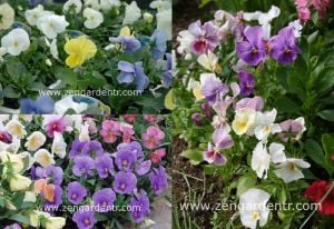 Viola tohumu hibrit suluboya serisi pastel tonlar viola tricolor