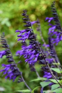 Salvia Amistad fidesi perenyal dostluk adaçayı