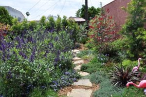 Salvia Amistad fidesi perenyal dostluk adaçayı