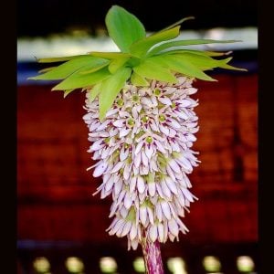 Eucomis bicolor ananas çiçeği soğanı