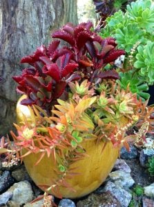 Kalanchoe sexangularis kızaran yapraklı sukulent