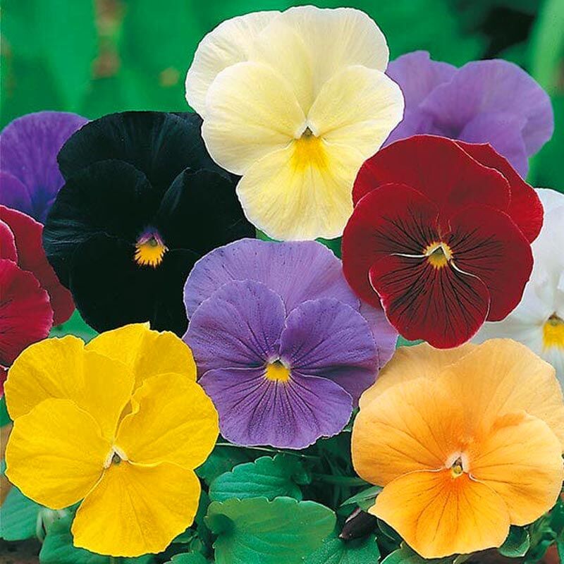 Viola tohumu 7 renk karışım düz renkler viola X wittrockiana