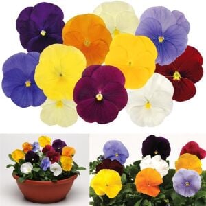 Viola tohumu 7 renk karışım düz renkler viola X wittrockiana