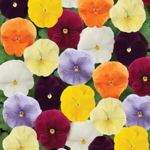 Viola tohumu 7 renk karışım düz renkler viola X wittrockiana