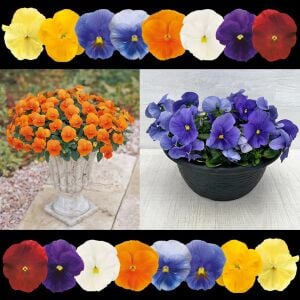 Viola tohumu 7 renk karışım düz renkler viola X wittrockiana