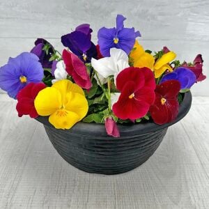 Viola tohumu 7 renk karışım düz renkler viola X wittrockiana