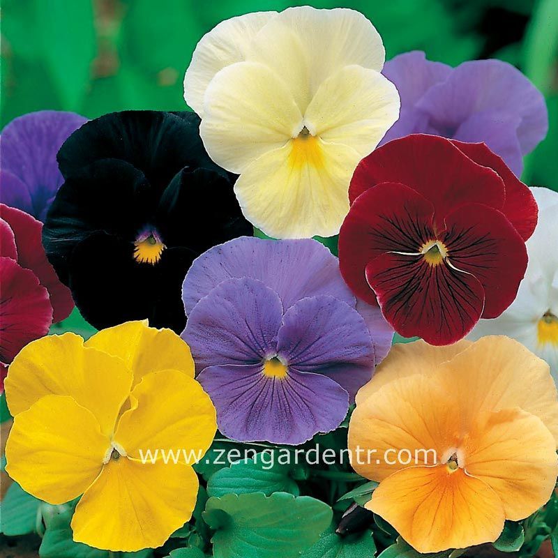 Viola tohumu 7 renk karışım düz renkler viola X wittrockiana