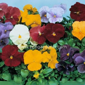 Viola tohumu 7 renk karışım düz renkler viola X wittrockiana