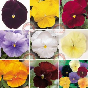 Viola tohumu 7 renk karışım düz renkler viola X wittrockiana