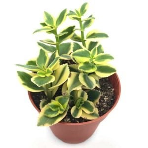 Crassula Saragentosa Variegata çift renk yapraklı sukulent