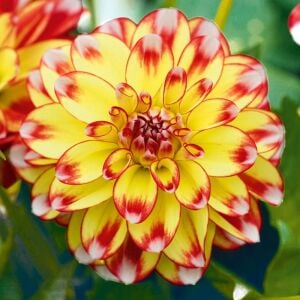 Yıldız çiçeği fidesi dalya dahlia lubega power tricolor