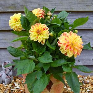 Yıldız çiçeği fidesi dalya dahlia lubega power tricolor