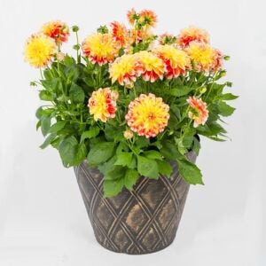 Yıldız çiçeği fidesi dalya dahlia lubega power tricolor