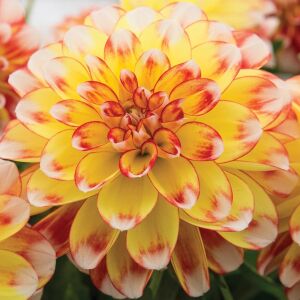 Yıldız çiçeği fidesi dalya dahlia lubega power tricolor