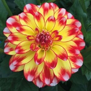 Yıldız çiçeği fidesi dalya dahlia lubega power tricolor