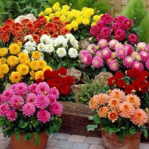 Yıldız çiçeği fidesi dalya dahlia lubega power tricolor