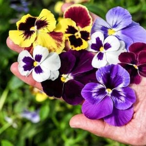 Viola tohumu hercai menekşe dev çiçekli karışım swiss giants