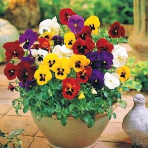 Viola tohumu hercai menekşe dev çiçekli karışım swiss giants