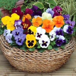 Viola tohumu hercai menekşe dev çiçekli karışım swiss giants