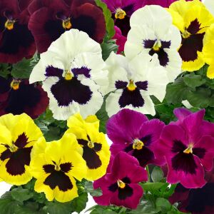 Viola tohumu hercai menekşe dev çiçekli karışım swiss giants